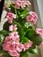 Kalanchoe pink