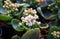 Kalanchoe , Pink flowers in the nursery