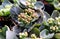 Kalanchoe , Pink flowers in the nursery