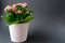 Kalanchoe with pink flowers in a white pot on a dark background