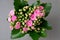 Kalanchoe with pink small flowers. On a dark background