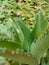 Kalanchoe pinnata green tiny plantlets around edges of parent plant. Kalanchoe Mother of Thousands , macro, close up