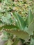 Kalanchoe pinnata green tiny plantlets around edges of parent plant. Kalanchoe Mother of Thousands , macro, close up