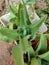 Kalanchoe pinnata green tiny plantlets around edges of parent plant. Kalanchoe Mother of Thousands , macro, close up