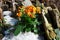 Kalanchoe plant with orange flowers on spring stony meadow