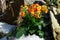 Kalanchoe plant with orange flowers on spring stony meadow