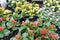 Kalanchoe plants with different blossom