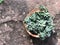 Kalanchoe Plants, Green Rose in the orange bowl on stone wall with natural sunlight.