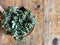 Kalanchoe Plants, Green Rose in the orange bowl on Wooden table