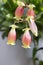Kalanchoe porphyrocalyx in bloom, succulent flowering plant with flowers bell shaped, pink and yellow color