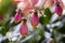 Kalanchoe porphyrocalyx in bloom, succulent flowering plant with flowers bell shaped, pink and yellow flowers on stem