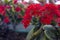 Kalanchoe red flower succulent
