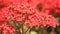 Kalanchoe Red Ornamental Garden Flowers HD