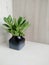 Kalanchoe sedum in gray black ceramic vase on light background