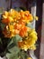 Kalanchoe succulent - beautiful orange yellow flower