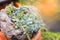 Kalanchoe succulent on the stone pot