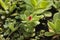 Kalanchoe thyrsiflora is a species of flowering succulent plant