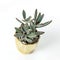 Kalanchoe tomentosa plant in a golden pot