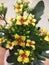 Kalanchoe yellow flowers