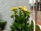 Kalanchoe yellow plant in pot