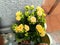 Kalanchoe yellow plant in pot