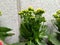 Kalanchoe yellow plant in pot