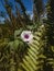 Kalapana Gardens Flowers