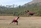 Kalaripayattu - Indian Marital art demonstration in Kerala, South India