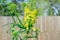 Kale biennial plant bolting i.e. going to seed in the spring. Image shows a bee pollinating the yellow kale flowers in a home