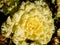 Kale blooming in a garden