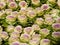 Kale blooming in a garden