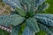 Kale cabbage, close up at the allotment.