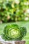Kale cabbage vegetable. Fresh kale head in the garden on woden board