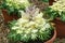 Kale `Coral Prince` an ornamental white flowering brassica