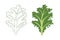 Kale is a dark green leafy vegetable. Vector illustration of collard greens in linear and flat style.