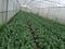 Kale garden, Young kale growing in the field, Agriculture of the Thailand,