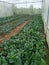 Kale garden, Young kale growing in the field, Agriculture of the Thailand, Farme