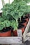 Kale home growing plants