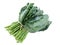 Kale in isolate white background