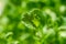 Kale leaf, growing green shoot and microgreen, macro food photo