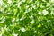 Kale leaf, growing green shoot and microgreen, macro food photo