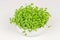 Kale microgreens, growing green shoots of leaf cabbage in white bowl