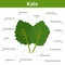 Kale nutrient of facts and health benefits, info graphic