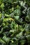 Kale pieces prepared for oven macro shot