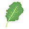 Kale plant. Kale fresh culinary plant, green seasoning cooking herb for soup, salad, meat