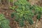 Kale plant in an organic garden. Brassica oleracea var. sabellica.