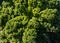 Kale plants in field lit by sun