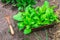 Kale plants and old hand rake