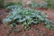 The kale plot is grown organic. In a small garden Healthy vegetables