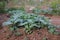 The kale plot is grown organic. In a small garden Healthy vegetables